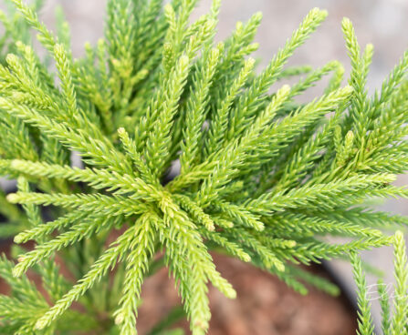 Cryptomeria japonica `Little Champion` jaapani krüptomeeria (2)