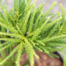 Cryptomeria japonica `Little Champion` jaapani krüptomeeria (2)