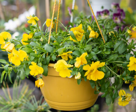 Viola ampel võõrasema (1)