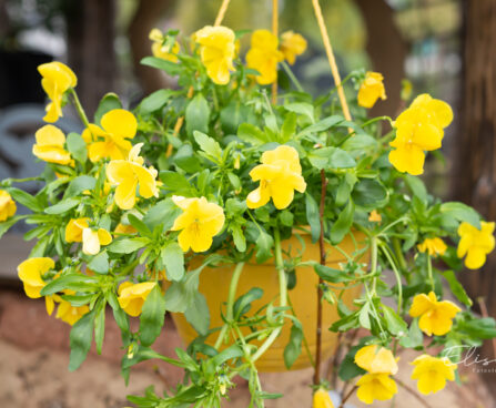 Viola ampel võõrasema (2)