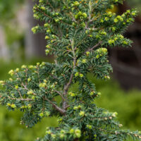 Tsuga canadensis `Greenwood Lake` kanada tsuuga (2)