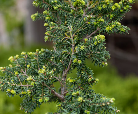 Tsuga canadensis `Greenwood Lake` kanada tsuuga (2)