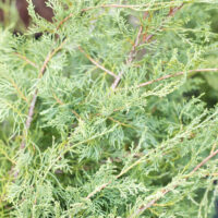 Juniperus media `Pfitzeriana Glauca` keskmine kadakas