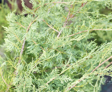 Juniperus media `Pfitzeriana Glauca` keskmine kadakas