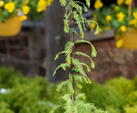 Metasequoia glyptostroboides `Blue-ish` metasekvoia (1)