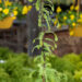 Metasequoia glyptostroboides `Blue-ish` metasekvoia (1)