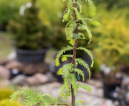 Metasequoia glyptostroboides `Blue-ish` metasekvoia (2)