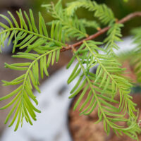 Metasequoia glyptostroboides `Blue-ish` metasekvoia (3)