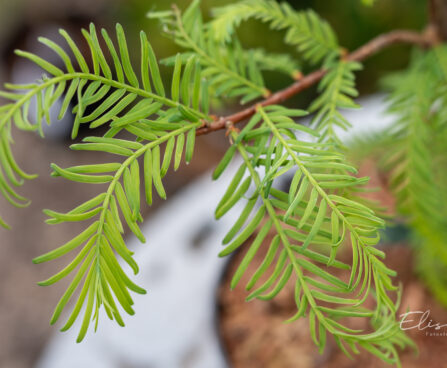 Metasequoia glyptostroboides `Blue-ish` metasekvoia (3)