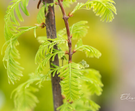 Metasequoia glyptostroboides `Snow Flurries` metasekvoia (2)