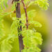 Metasequoia glyptostroboides `Snow Flurries` metasekvoia (2)