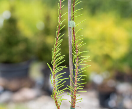 Taxodium distichum `Nutans` harilik sooküpress