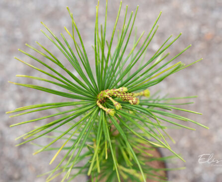 Sciadopitys verticillata `Carstens` sirmokas (1)