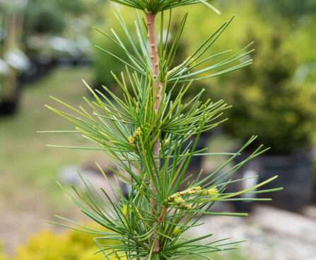 Sciadopitys verticillata `Carstens` sirmokas (2)