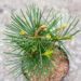 Sciadopitys verticillata `Kugelblitz` sirmokas (2)