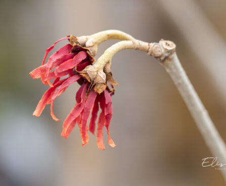 Hamamelis x intermedia `Diane` värd-nõiapuu