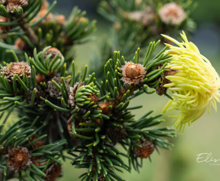 Picea abies `Lucky Strike` harilik kuusk (1)