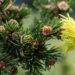 Picea abies `Lucky Strike` harilik kuusk (1)