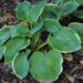 1147_4300_Hosta_Maple_Leaf.jpg