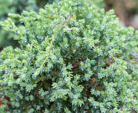 Juniperus sibirica siberi kadakas (1)