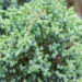 Juniperus sibirica siberi kadakas (1)