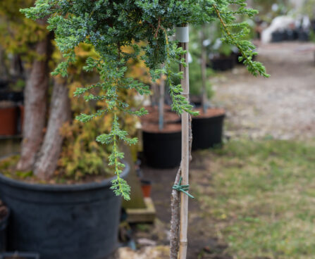 Juniperus sibirica siberi kadakas (2)