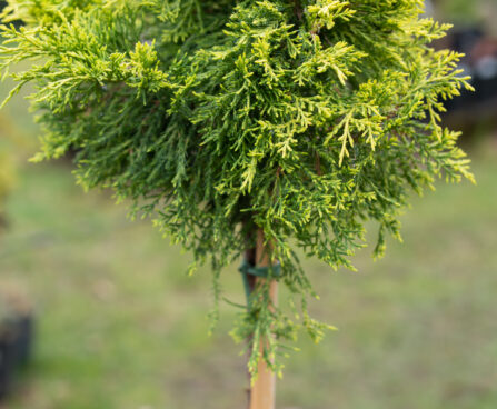 Juniperus media `Golden Joy` PA keskmine kadakas (1)