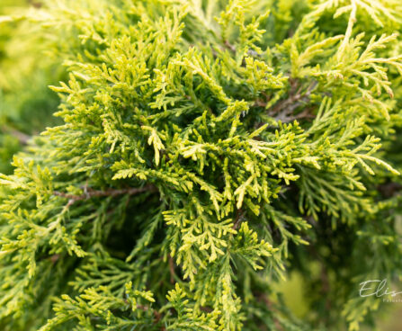 Juniperus media `Golden Joy` PA keskmine kadakas (2)