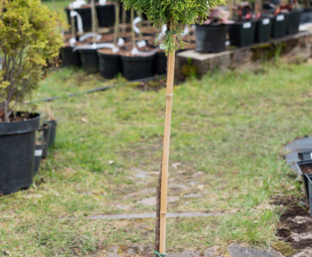 Juniperus media `Golden Joy` PA keskmine kadakas (3)