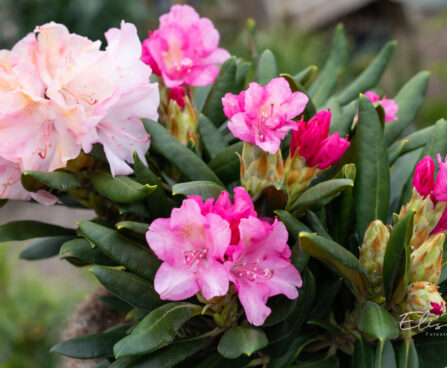 Rhododendron `Kalinka` rododendron (1)