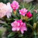 Rhododendron `Kalinka` rododendron (1)