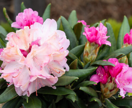 Rhododendron `Kalinka` rododendron (2)