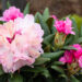 Rhododendron `Kalinka` rododendron (2)