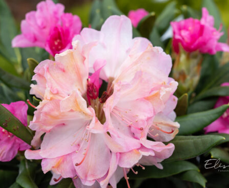 Rhododendron `Kalinka` rododendron (3)
