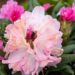 Rhododendron `Kalinka` rododendron (3)