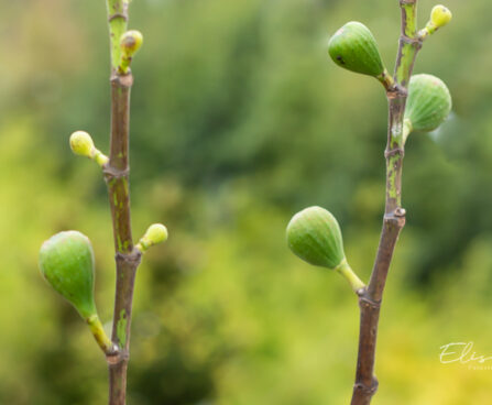 Ficus carica `Brown Turkey` viigipuu (1)