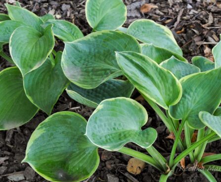 1147_4478_Hosta_maple_Leaf.jpg