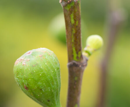 Ficus carica `Brown Turkey` viigipuu (3)