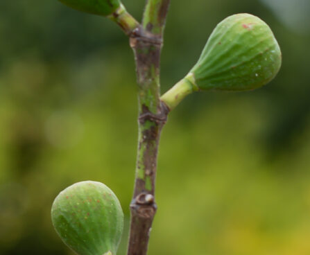 Ficus carica `Brown Turkey` viigipuu (4)