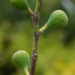 Ficus carica `Brown Turkey` viigipuu (4)