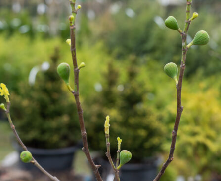 Ficus carica `Brown Turkey` viigipuu (5)