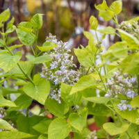 Syringa vulgaris `Variegata Double` harilik sirel (1)