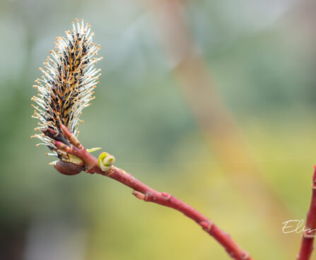 Salix gracilistyla `Melanostachys` pikaemakaline paju (1)