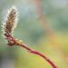 Salix gracilistyla `Melanostachys` pikaemakaline paju (1)