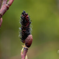 Salix gracilistyla `Melanostachys` pikaemakaline paju (2)