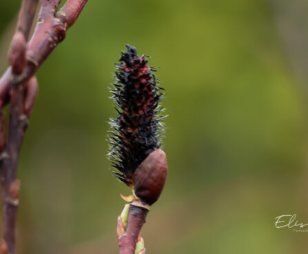 Salix gracilistyla `Melanostachys` pikaemakaline paju (2)