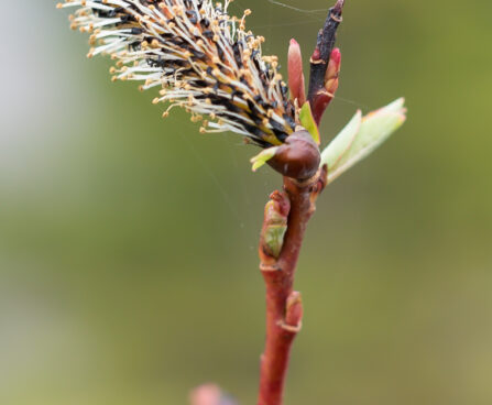 Salix gracilistyla `Melanostachys` pikaemakaline paju (3)