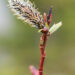 Salix gracilistyla `Melanostachys` pikaemakaline paju (3)