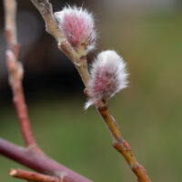 Salix gracilistyla `Mount Aso` pikaemakaline paju