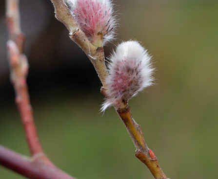 Salix gracilistyla `Mount Aso` pikaemakaline paju
